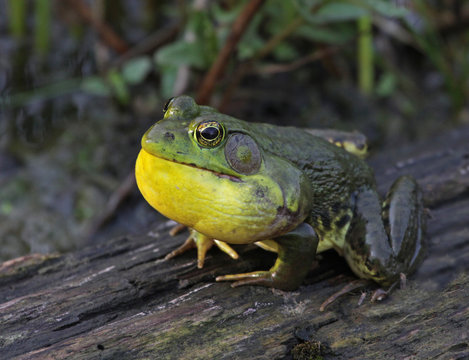 An American Bullfrog (Rana catesbeiana) in the middle of a full ribbit.  Shot in Cambridge, Ontario, Canada..