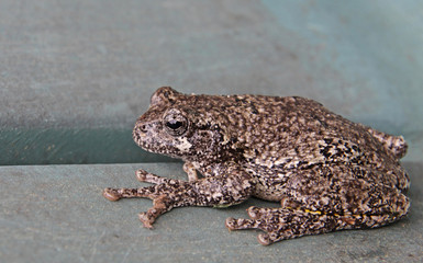 Resting Gray Tree Frog (Hyla versicolor)