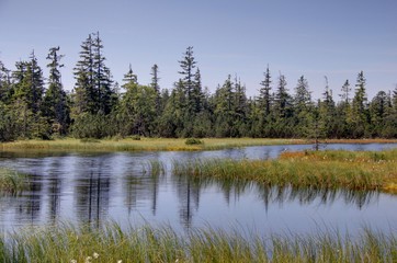 Paysage de la foret noire 