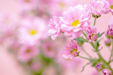 beautiful pink chrysanthemum flower