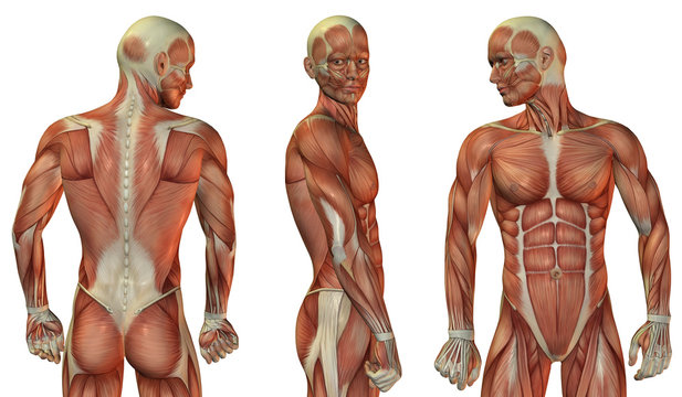 Muskelaufbau Kopf und Oberkörper