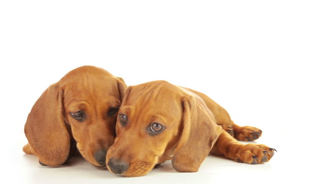 Tenderness of puppy