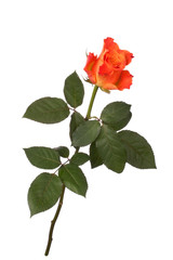 Orange rose