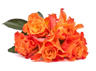 Orange roses