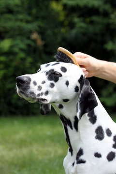 Hund wird mit B&uuml;rste am Kopf gestriegelt
