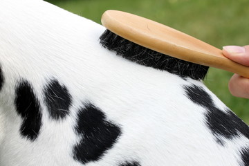 Fell Dalmatiner wird gestriegelt
