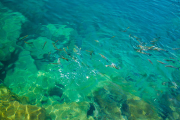 feeding fish