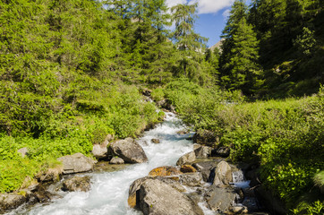 Naklejka na ściany i meble Mountain river in alpine coniferous forest. Italy