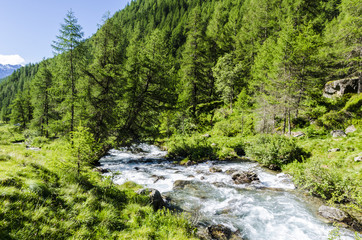 Fototapeta na wymiar Mountain river in alpine coniferous forest. Italy