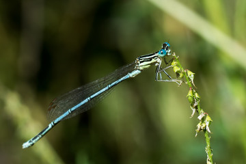 Libellula blu