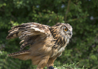 Eagle owl, budo budo