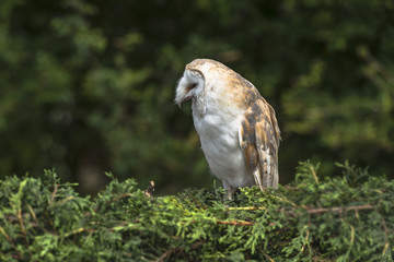 Barn owl, tyto alba