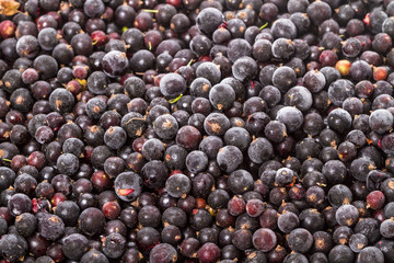 Background from the frozen black  currants
