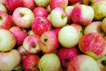 Background of ripe apples