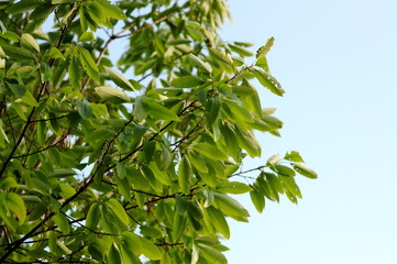 Quercus acutissima-2