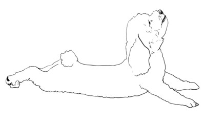 The vector of shihtzu