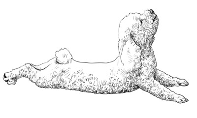 The vector of shihtzu