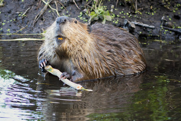 Beaver in the Tetons - 55084669
