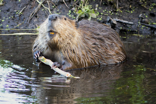 Beaver in the Tetons