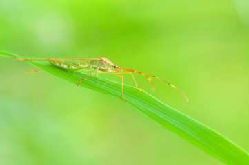 rice bug