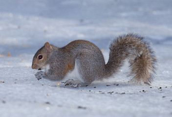 Something stuck in its mouth