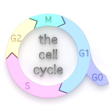 Diagram of the Cell Cycle
