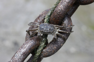 Chinese mitten crab, Eriocheir sinensis