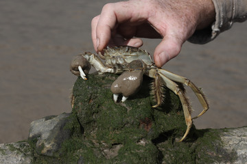 Chinese mitten crab, Eriocheir sinensis