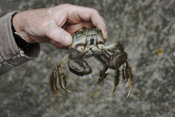 Chinese mitten crab, Eriocheir sinensis