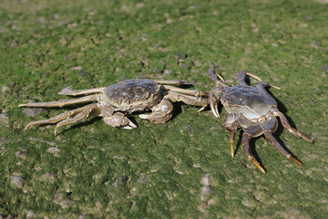 Chinese mitten crab, Eriocheir sinensis