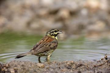 Cirl bunting, Emberiza cirlus
