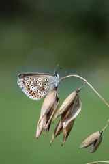 Common blue butterfly, Polyommatus icarus