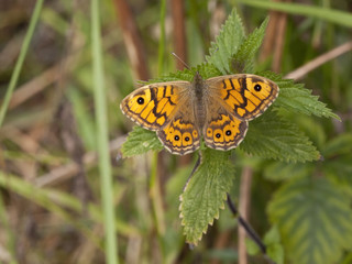 wall brown butterfly