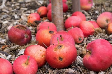 Close up photo of red apples that have fallen from the tree