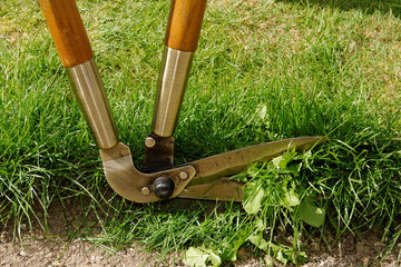 Lawn Edge Being Trimmed