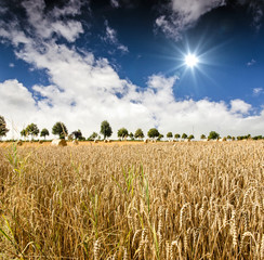 Weizenfeld in der Pfalz