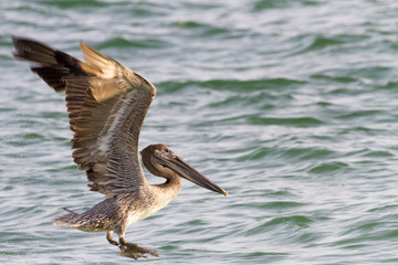 Juvenile Brown Pelican (Pelecanus occidentalis) touching down