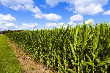 Corn Field With Cloudy Sky