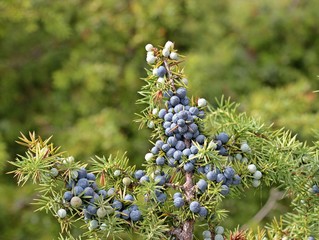Wacholder mit Beeren am Dörnberg