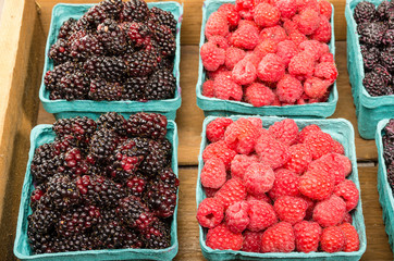 Boxes of red raspberries and marionberries