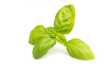 Basil.