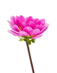 Crédence de cuisine en verre imprimé Dahlia pink dahlia isolated