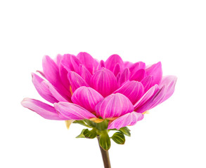 pink dahlia isolated