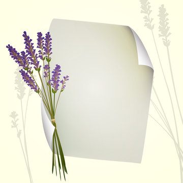 Vector Sheet of Paper with Lavender