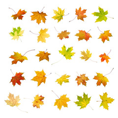 Fototapeta na wymiar Falling autumn maple leaves, isolated on white background.