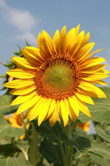 Closeup picture of a beautiful sunflower