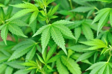 Marijuana