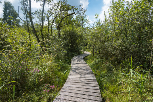 Wooden path through the forest