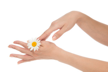 woman hands french manicure with chamomile daisy flower