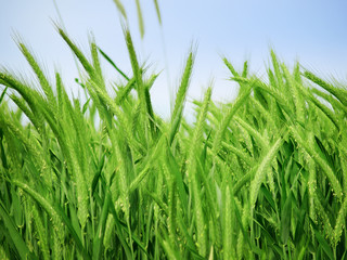 Organic green wheat close up